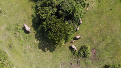 Aerial top view of elephant walking in the forest full of dense vegetation