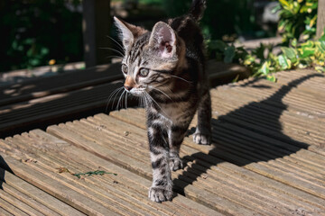 Bengal kittens exploring the outside for the very first time. 