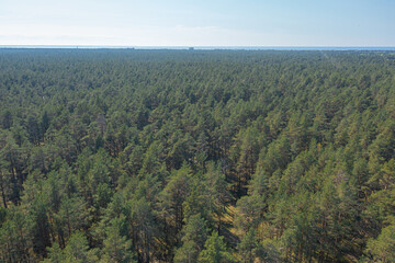 Pine forest, Green, forest area on the coast of the Gulf of Finland,.  Summer day, view from a drone at the mouth of the Narva in the Baltic States, Estonia, narva jõesuu,