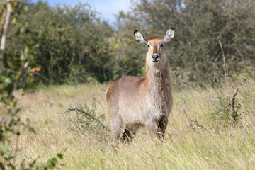 Wasserbock / Waterbuck / Kobus ellipsiprymnus