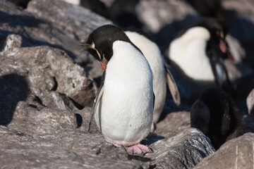 Naklejka premium Falkland Islands. Macaroni penguin close up on a sunny winter day