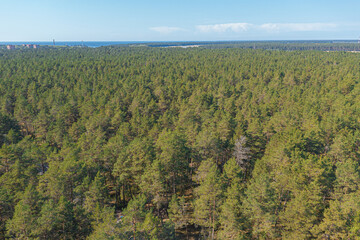 Pine forest, Green, forest area on the coast of the Gulf of Finland,.  Summer day, view from a...