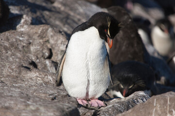 Falkland Islands. Macaroni penguin close up on a sunny winter day