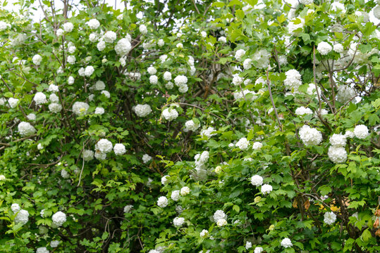 Boule de neige, Viorne obier, Viburnum opulus roseum