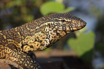 Nilwaran / Nile monitor / Varanus niloticus