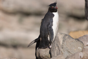 Falkland Islands. Macaroni penguin close up on a sunny winter day