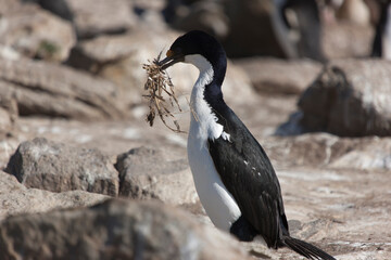 Falkland Islands. Loon close-up on a sunny winter day