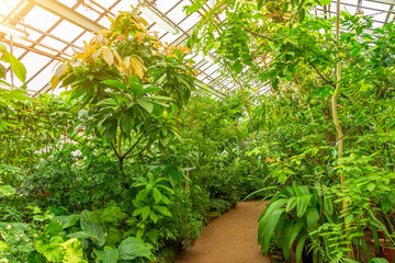 Tropical thickets of plants in a humid greenhouse.