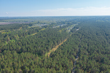 Pine forest, Green, forest area on the coast of the Gulf of Finland,.  Summer day, view from a drone at the mouth of the Narva in the Baltic States, Estonia, narva jõesuu,