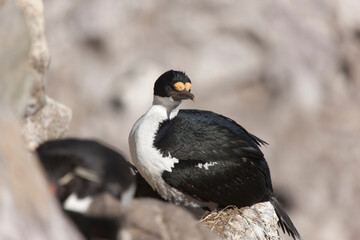 Falkland Islands. Loon close-up on a sunny winter day