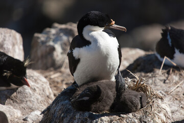 Naklejka premium Falkland Islands. Loon close-up on a sunny winter day