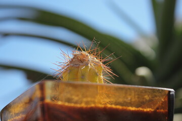 Small cactus plant in a glass pot with spiderwebs spun from the thorns