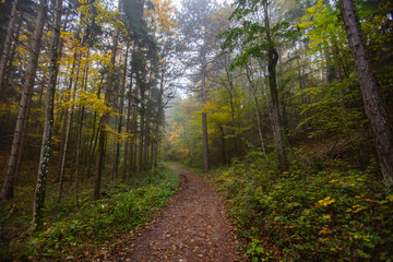 Fototapeta na wymiar misty path in autumn forest