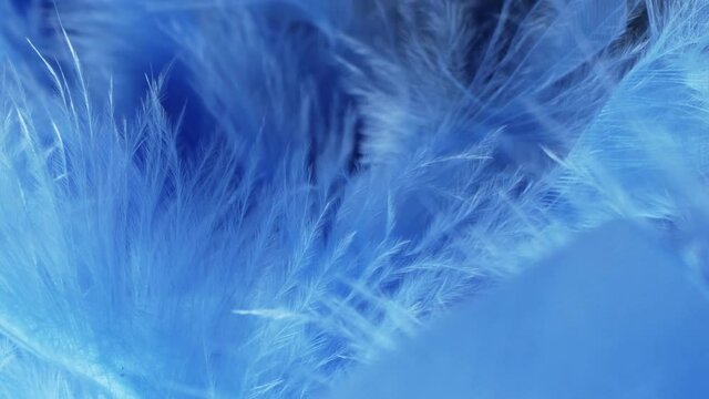 super close-up, details. blue fluff in a neckpiece. copy space