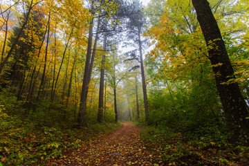 path in misty autumn forest