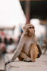Mono en el templo de los monos del valle de Kathmandú en Nepal