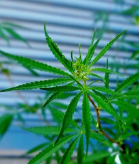 cannabis leaf background