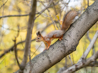 Squirrel in Autumn sits on a branch