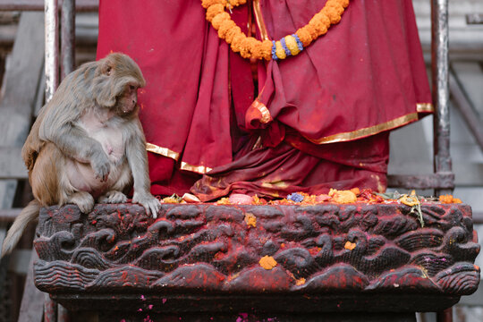 Mono en el templo de los monos del valle de Kathmand&uacute; en Nepal