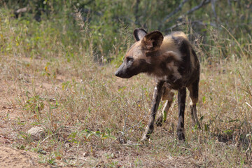 Afrikanischer Wildhund / African wild dog / Lycaon pictus.