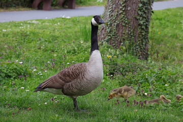 Kanadagans, Gans, Vogel