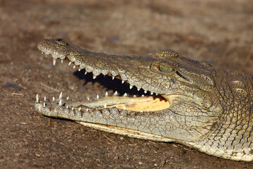 Nilkrokodil / Nile crocodile / Crocodylus niloticus