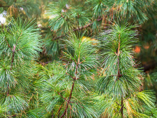 Cedar branches with long fluffy needles with a beautiful blurry background.