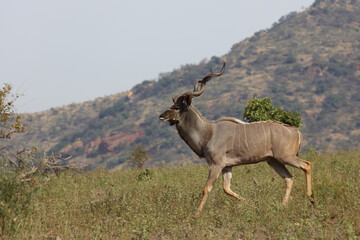 Großer Kudu / Greater kudu / Tragelaphus strepsiceros..