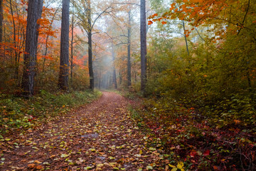 misty path in autumn forest
