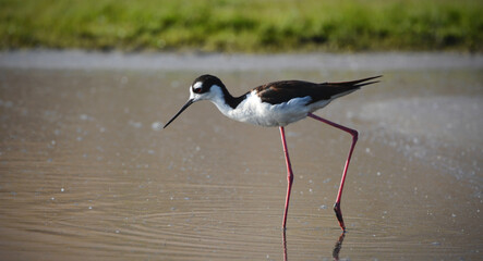 Closeup shot of a black-winged stilt bird walking in a lake
