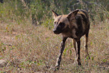 Afrikanischer Wildhund / African wild dog / Lycaon pictus.