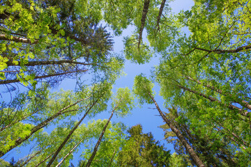 Green crowns of trees against the blue sky.