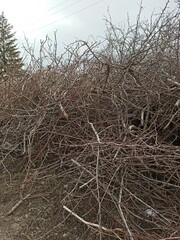 Violet in early spring. Primrose flower on the background of the earth