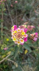 flowers in the garden