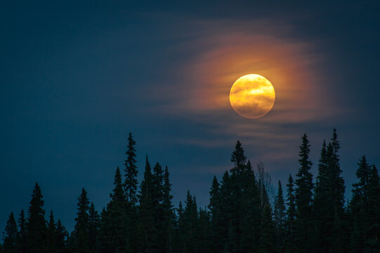Full Moon Forest Silhouette © Stefan