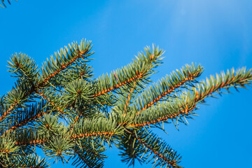 Background of green spruce branches in sunset light