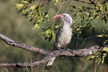 Rotschnabeltoko / Red-billed hornbill / Tockus erythrorhynchus