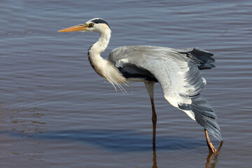 Afrikanischer Graureiher / Grey heron / Ardea cinerea