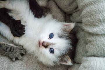 Portrait d'un chaton blanc avec de beaux yeux bleus qui joue dans son panier