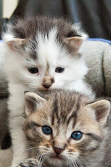 Portrait de deux petits chats qui jouent dans leur panier