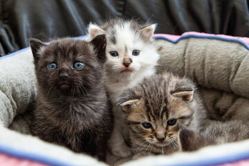 Portrait de trois petits frères chaton dans leur panier