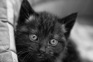 Portrait d'un jeune chaton noir dans son panier