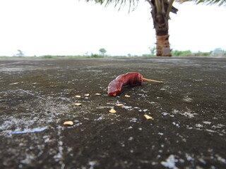 HOT RED CHILLI PEPPERS