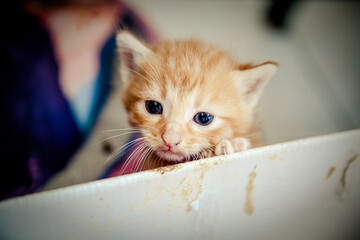 Portrait d'un mignon petit chat roux avec de beaux yeux bleus