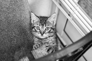 Portrait d'un jeune chat tigré qui escalade un meuble