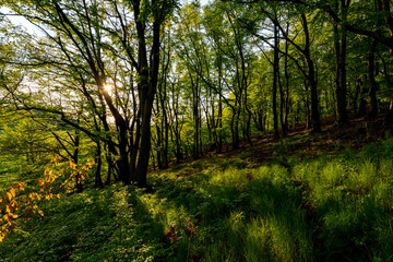 Frühling Wald Sauerland Iserlohn Buchen Eichen Bäume Forst Laub Blätter grün Pillingsen Abend Sonnenuntergang Jahreszeit Idyll Wandern Spaziergang frisch warmes Licht Deutschland