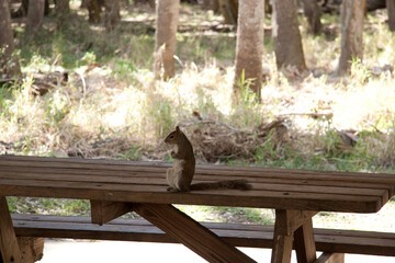 Un écureuil qui mange les restes de nourriture des campeurs sur une table de pic-nic 