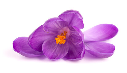 Fototapeta na wymiar Crocus flower isolated on white background. Close up of saffron flower.