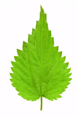 Single green leaf of a young nettle isolated on a white background. High details studio shot image.