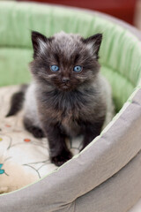 Portrait d'un chaton avec de beaux yeux bleus et des beaux poils gris et noir